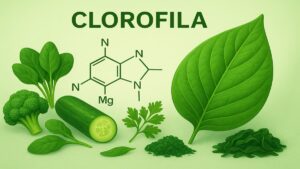 Saiba o que é clorofila e para que serve