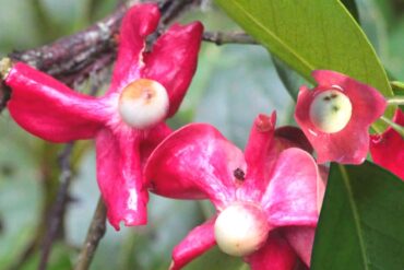 Saiba dos benef&iacute;cios da fruta heisteria silvianii