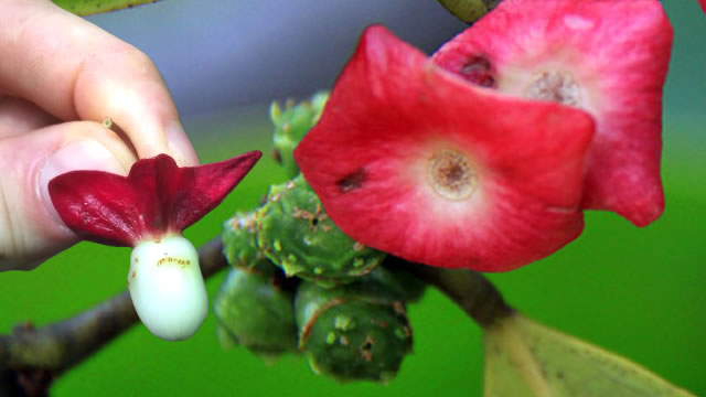 Fruta heisteria silvianii
