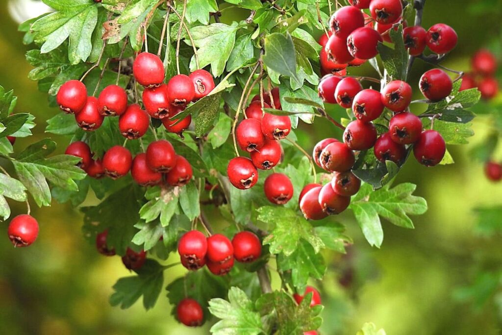 Veja os fruto do espinheiro-alvar