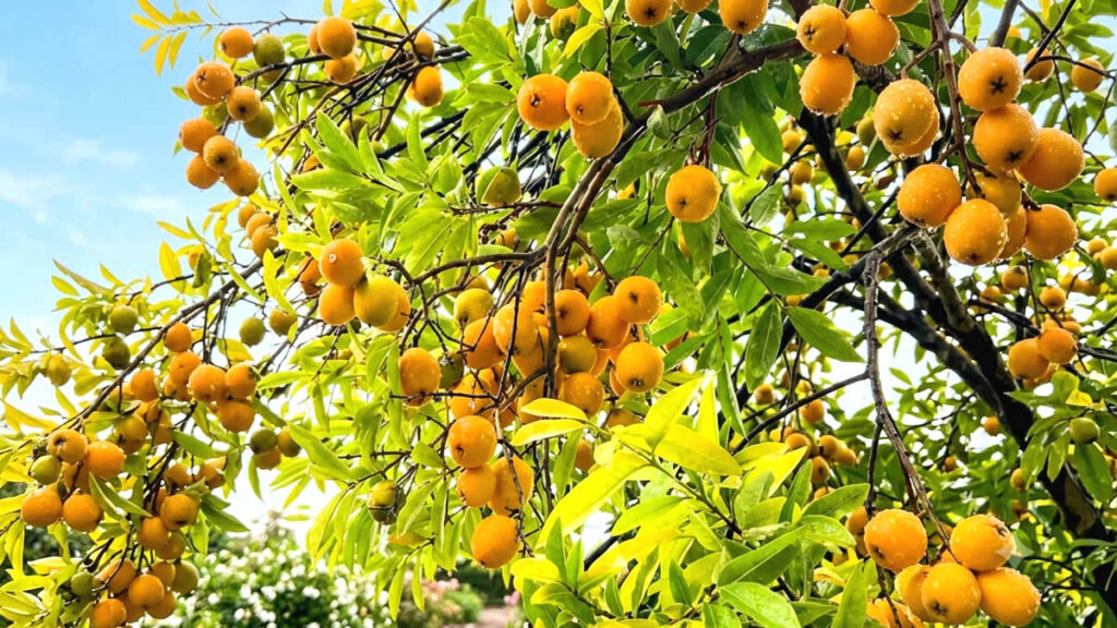 Fruta da Mata Atlântica araçá-piranga amarelada