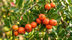 Fruta araçá piranga ou araçá-sapiranga