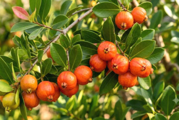 Fruta araçá piranga ou araçá-sapiranga