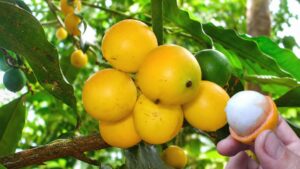 Conheça os principais benefícios do bacupari mirim fruta