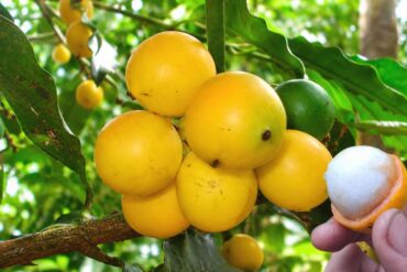 Conheça os principais benefícios do bacupari mirim fruta