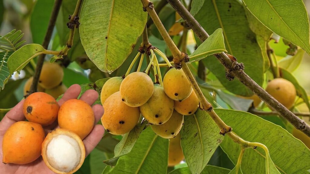 Fruta bacupari mirim e suas propriedades