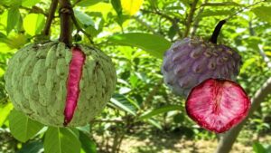 Saiba mais sobre a fruta ilama e seus benefícios