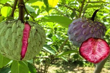 Saiba mais sobre a fruta ilama e seus benefícios