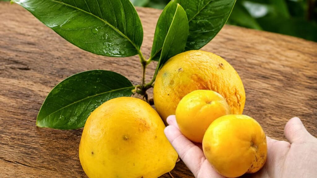 Pêssego-do-mato como é conhecida a fruta ubajaí