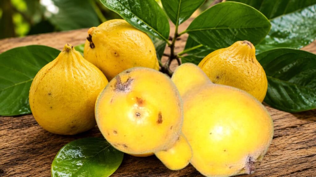 Ubajaí fruta nativas da Mata Atlântica