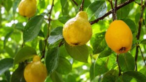 Fruta Ubajaí ou pêssego-do-mato