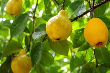 Fruta Ubajaí ou pêssego-do-mato