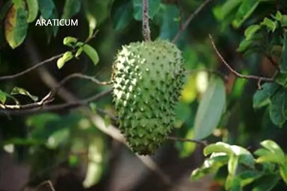 Os 7 Benefícios da fruta araticum: Saiba para que serve a fruta?